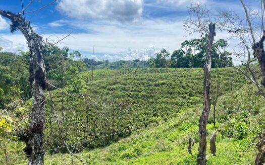 Hermosa finca en Limoncito de Coto Brus