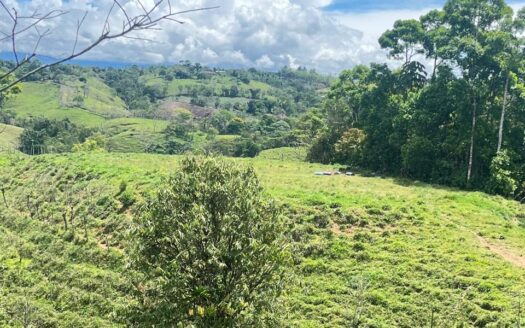 Hermosa finca en Limoncito de Coto Brus
