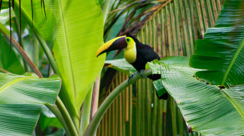 Pavones Costa Rica