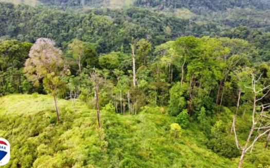 Gulfview Lot with Surrounding Jungle