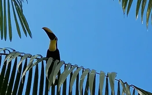 Rio Claro Ocean View Finca