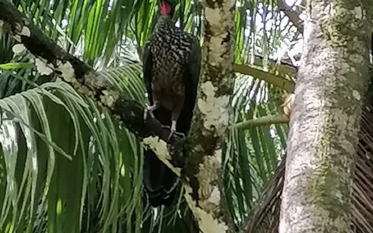 Rio Claro Ocean View Finca