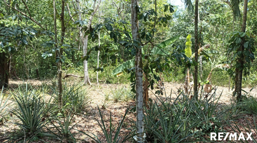 Tranquil Tropics Hideaway Property