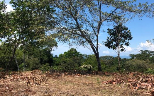 Jungle Property in Pilon with Ocean View Potential – Ideal for Your Dream Eco Retreat🌿