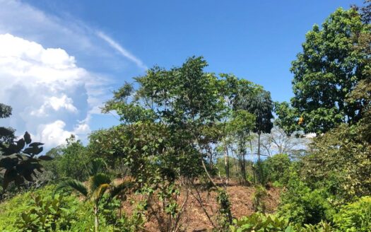 Jungle Property in Pilon with Ocean View Potential – Ideal for Your Dream Eco Retreat🌿