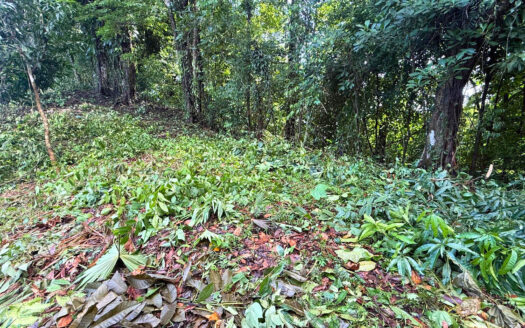 1 Hectare (2.47 acres) Oceanview Jungle Property in La Hierba, Costa Rica