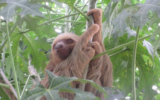 Ocean View Property in Cuervito, Pavones – 5014 sqm with Abundant Water and Electric Access