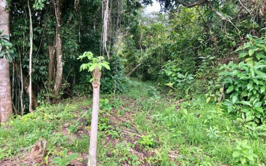 Jungle Sanctuary Near the Surf – 14 Acres in Pilón, Costa Rica