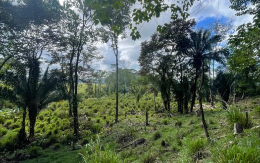 Unique Opportunity, 61,39 acres with Spring and Forest