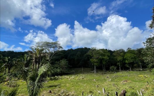 Unique Opportunity, 61,39 acres with Spring and Forest