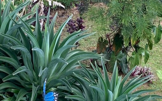 Income Property for Sale in San Vito Costa Rica | 4 Fully Furnished Apartments