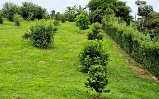 Peaceful Rural Oasis Minutes from Pavones, Zancudo and Pilón
