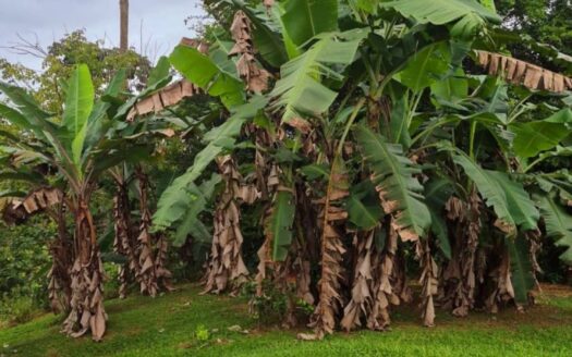 Peaceful Rural Oasis Minutes from Pavones, Zancudo and Pilón