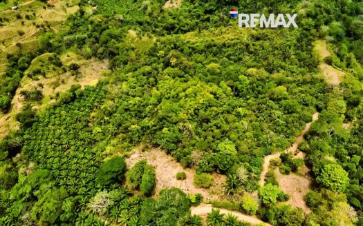 Land for Sale in Costa Rica | 5 Hectares Near Golfito & Pavones Close to River