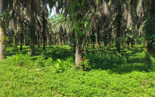 Palm Plantation for Sale in Rio Claro, Golfito | 4.77 Hectares Productive Agricultural Land