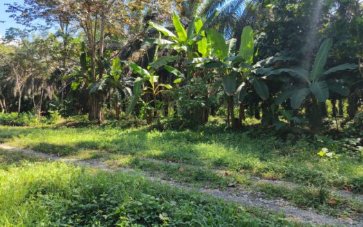 Palm Plantation for Sale in Rio Claro, Golfito | 4.77 Hectares Productive Agricultural Land
