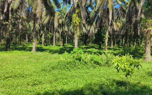 Palm Plantation for Sale in Rio Claro, Golfito | 4.77 Hectares Productive Agricultural Land