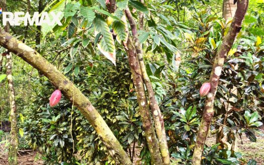 Titled Land in Zancudo, Costa Rica – 5,000m² – $67,500