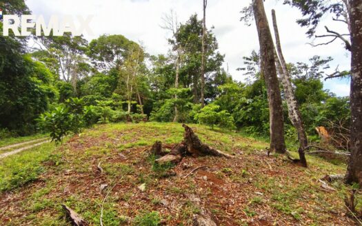 8.8 Hectares Overlooking Golfito Bay — A Rare Ridge, A Rare View